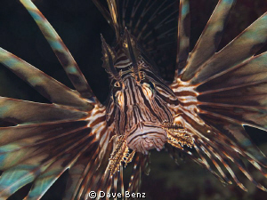 Lionsfish...even in the caribbean sea !!! by Dave Benz 